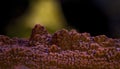 Red Montipora Neon Polyp True Undata - Montipora undata. Royalty Free Stock Photo