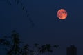 Red Moon in Lunar Eclipse Royalty Free Stock Photo