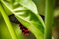 Red mormon or scarlet mormon hidden behind the leaves