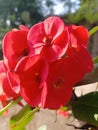 Red morning flower