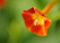 Red Morning Glory Royalty Free Stock Photo