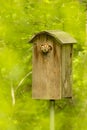 Red Morph Eastern Screech Owl in Box with Blurred Forest Background Royalty Free Stock Photo
