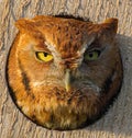 red morph eastern screech owl - Megascops asio - looking out of a wooden nesting box with yellow eyes. super feather detail and Royalty Free Stock Photo