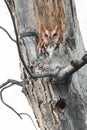 Eastern Screech Owl - Megascops asio Royalty Free Stock Photo