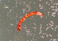 A red mosquito bloodworm floats on the surface of the water. Macro Royalty Free Stock Photo