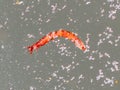 A red mosquito bloodworm floats on the surface of the water. Macro Royalty Free Stock Photo