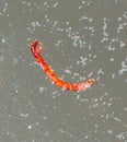 A red mosquito bloodworm floats on the surface of the water. Macro Royalty Free Stock Photo