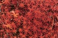Red moss background Royalty Free Stock Photo
