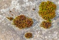 Red moss on gray stone. Growths on old stones Royalty Free Stock Photo