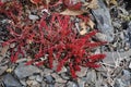 Red moss on gray stones close-up Royalty Free Stock Photo