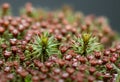 Red moss sporophyte