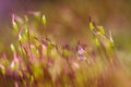 Red moss Tortula muralis closeup Royalty Free Stock Photo