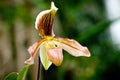 Red mottled and spotted orchid stem. Lilac flower bloom branch. Orchidaceae blooming blossom Royalty Free Stock Photo