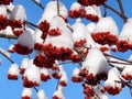 Red mountain ash berries in snow Royalty Free Stock Photo