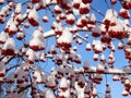 Red mountain ash berries in snow Royalty Free Stock Photo