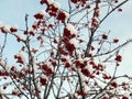 Red mountain ash berries in snow Royalty Free Stock Photo