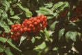 Red mountain ash on a branch in the green foliage Royalty Free Stock Photo