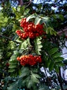 red mountain ash on a branch with green leaves Royalty Free Stock Photo