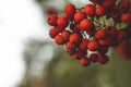 Red mountain ash on a branch, macro photo with selective focus.autumnal colorful red rowan branch. red ripe rowan berry branch