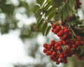 Red mountain ash on a branch, macro photo with selective focus.autumnal colorful red rowan branch. red ripe rowan berry branch