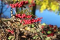 Red mountain ash on branches
