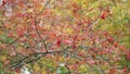 Red mountain ash on a cloudy autumn day. Clusters of rowan sway in the wind. Red berry berries closeup in autumn fall Royalty Free Stock Photo