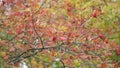 Red mountain ash on a cloudy autumn day. Clusters of rowan sway in the wind. Red berry berries closeup in autumn fall Royalty Free Stock Photo