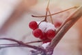 The red mountain ash covered with snow in Royalty Free Stock Photo