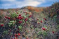 Red mountain cranberries on Velka Chochula hill in Low Tatras