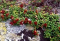 Red mountain flowers