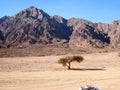 Red mountain on Sinai. Royalty Free Stock Photo