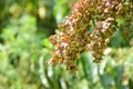 Red mountain spinach seeds in the garden. Atriplex hortensis Royalty Free Stock Photo