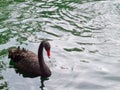 Red-mouthed black swans floating in the lake
