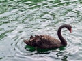 Red-mouthed black swans floating in the lake