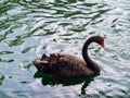 Red-mouthed black swans floating in the lake