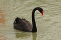 Red-mouthed black swans stand out on the water.