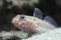 Red-mouthed goby Royalty Free Stock Photo