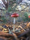 Red muchroom Royalty Free Stock Photo