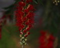 Red Mucuna birdwoodiana tutch,Dream Birdwood`s Mucuna in full bloom Royalty Free Stock Photo