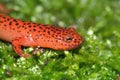 Red mud salamander Pseudotriton on a mossy surface Royalty Free Stock Photo