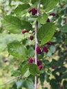 red mulberries hang on the branch Royalty Free Stock Photo