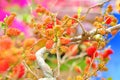 Red Mulberries on tree