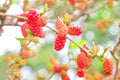 Red Mulberries on tree