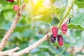 Red mulberries on the tree.