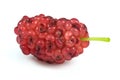 Red mulberry Royalty Free Stock Photo