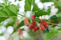 Red mulberry fruit on tree, Berry in farm. Royalty Free Stock Photo