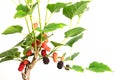 Red Mulberry fruit on tree Royalty Free Stock Photo