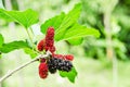 Red mulberry fruit on tree. Royalty Free Stock Photo