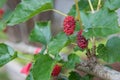 Red mulberry fruit on tree mulberry Royalty Free Stock Photo