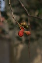 Red Mulberry fruit tree Royalty Free Stock Photo